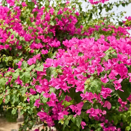 Valley View * Salakos