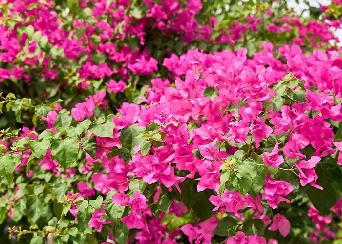 Valley View * Sálakos