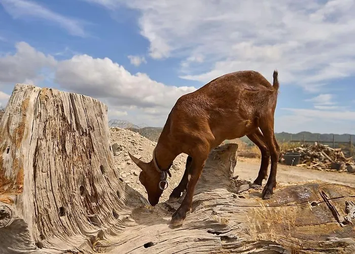 Valley View شقة *