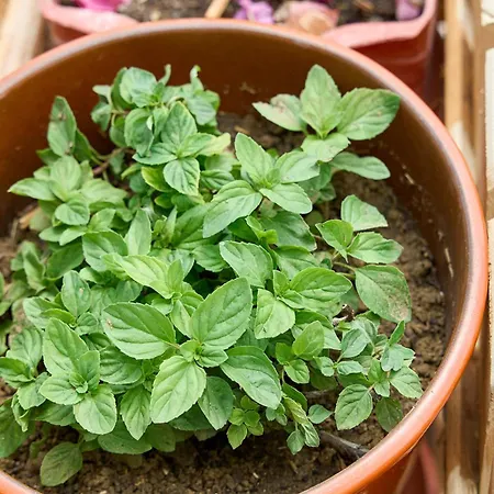 公寓 Valley View Sálakos