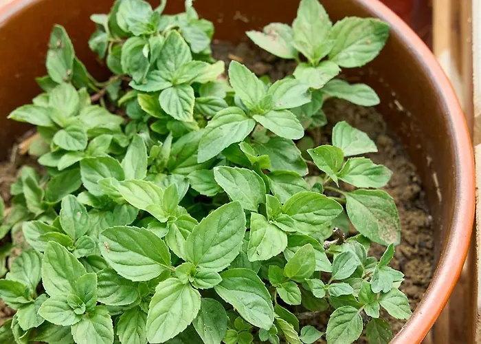 Apartment Valley View Sálakos